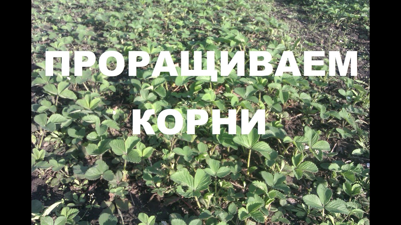Клубника. Проращивание корней в герметичном пакете.