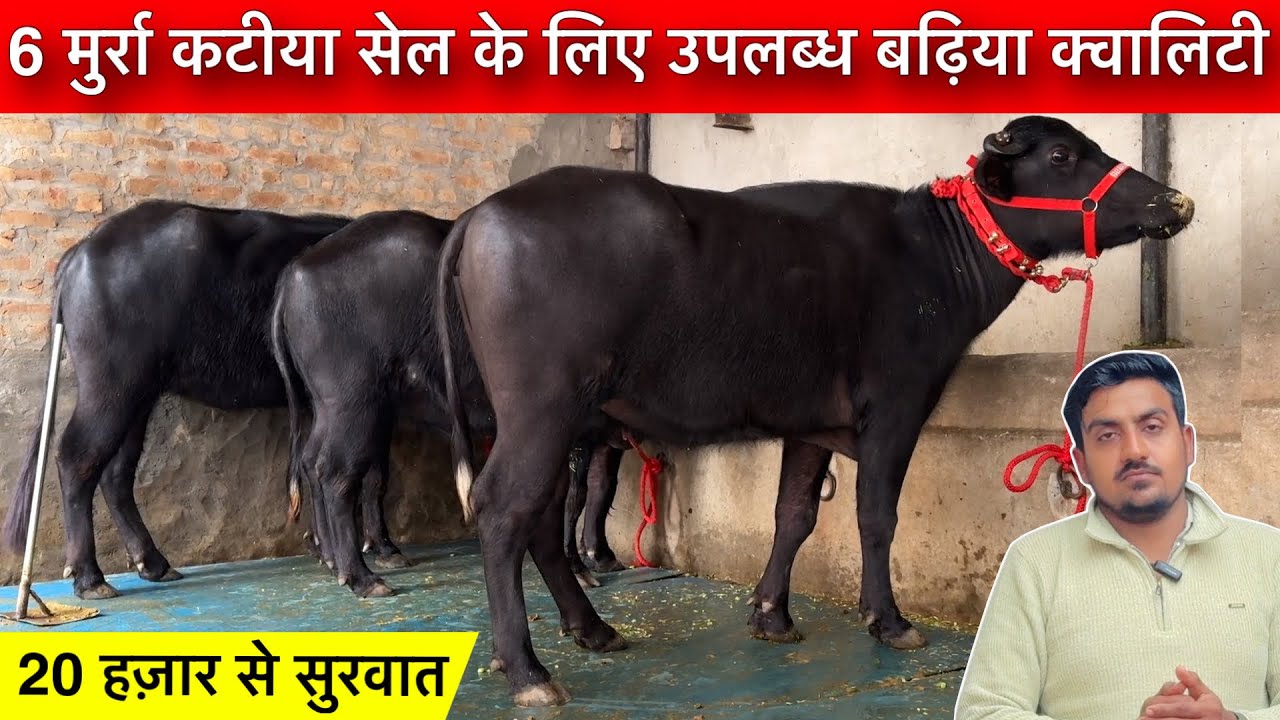 20 हजार से शुरुआत 6 कटिया सेल के लिए उपलब्ध। Sagu Dairy Farm Bithmada Haryana।