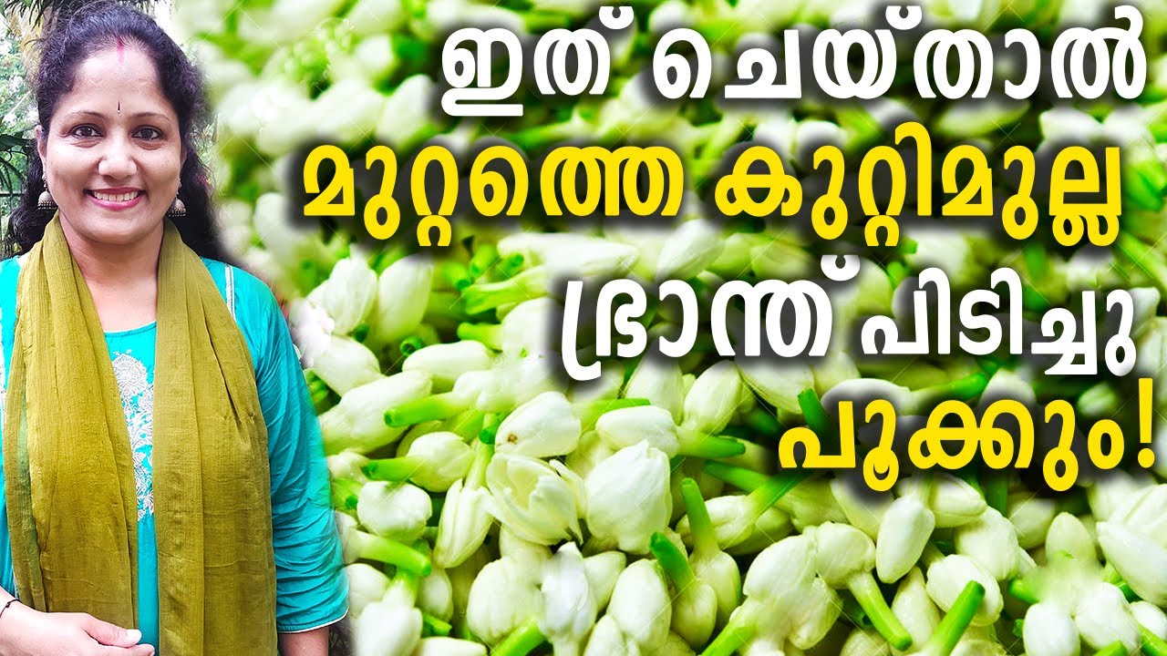 ഇത് ചെയ്താൽ മുറ്റത്തെ കുറ്റിമുല്ല ഭ്രാന്ത് പിടിച്ചു പൂക്കും! | Jasmine Plant Care Malayalam