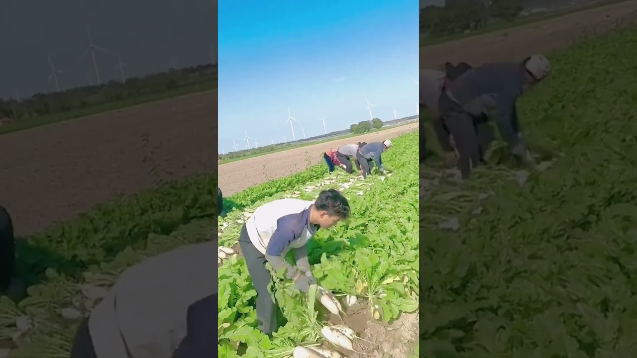 Organic radish picking process