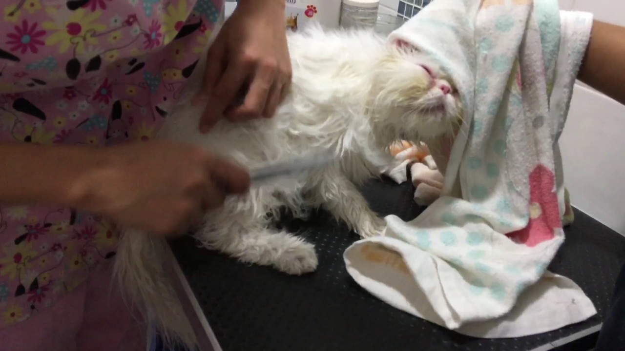 Exotic Longhair Persian Cat Grooming Session - Part 4