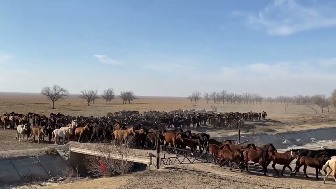 How many horses do you think there are?