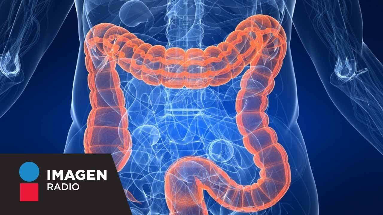 Aprende a prevenir la alteraci&oacute;n de la flora intestinal / Bien y Saludable