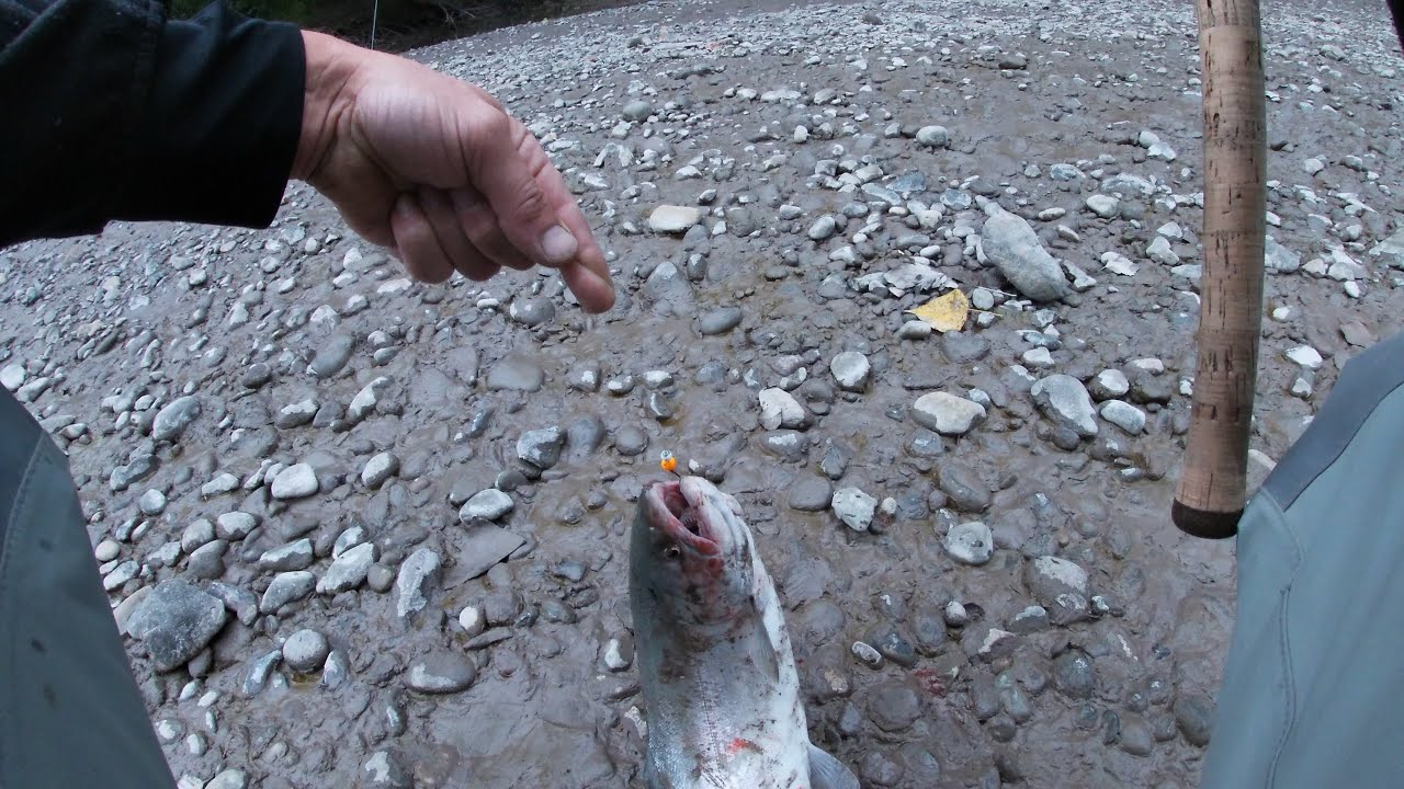 How to Catch a Salmon in Three Casts - Puyallup River Salmon Fishing 2024