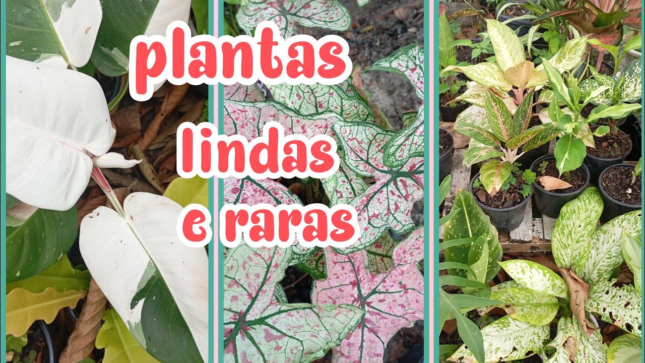 CONHEÇA AS PLANTAS DA MARCELA 🤩