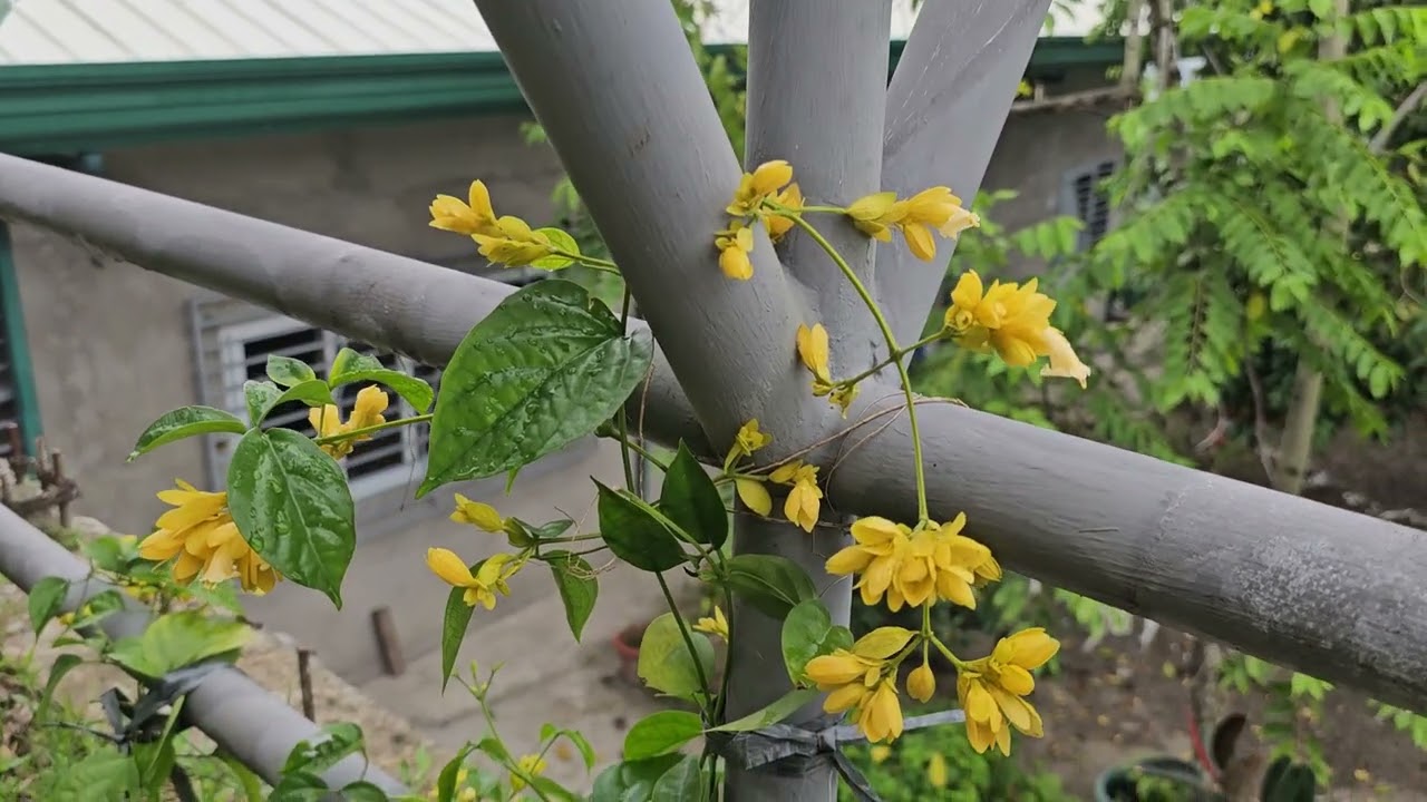 19 Feb 2026 - Flora Walkthrough