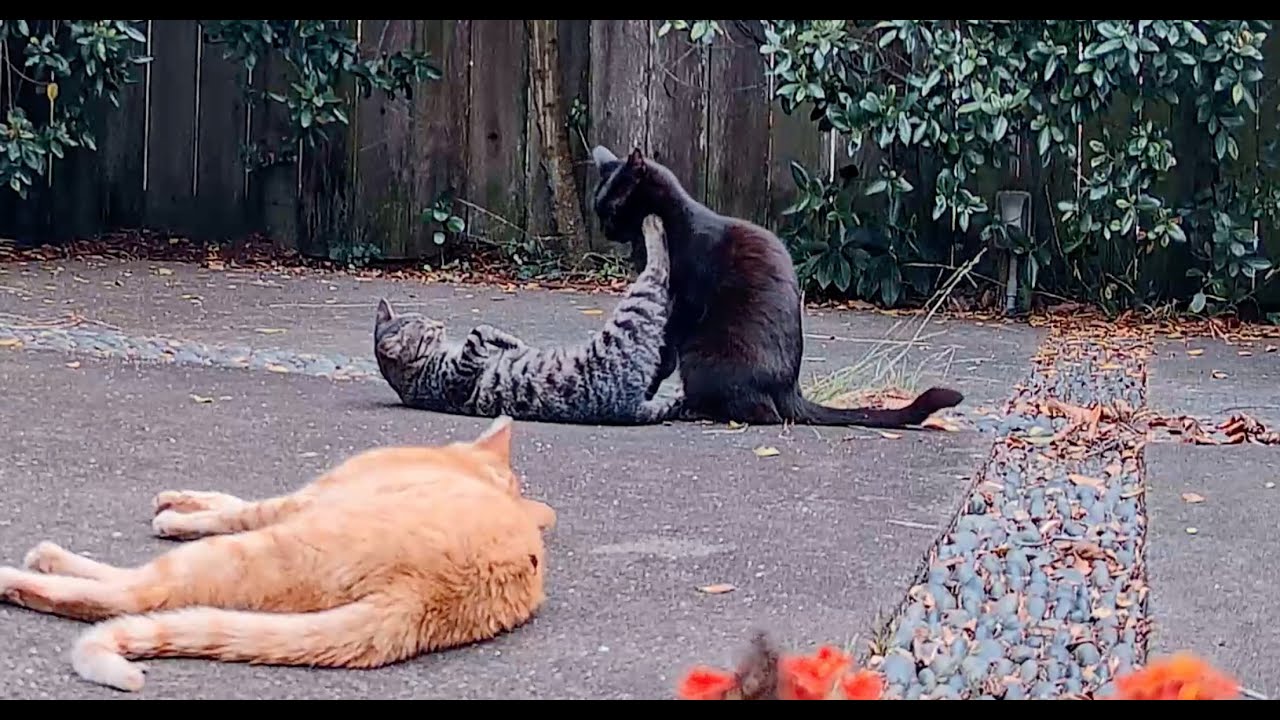 How can this cat sleep while others are wrestling and causing a ruckus?