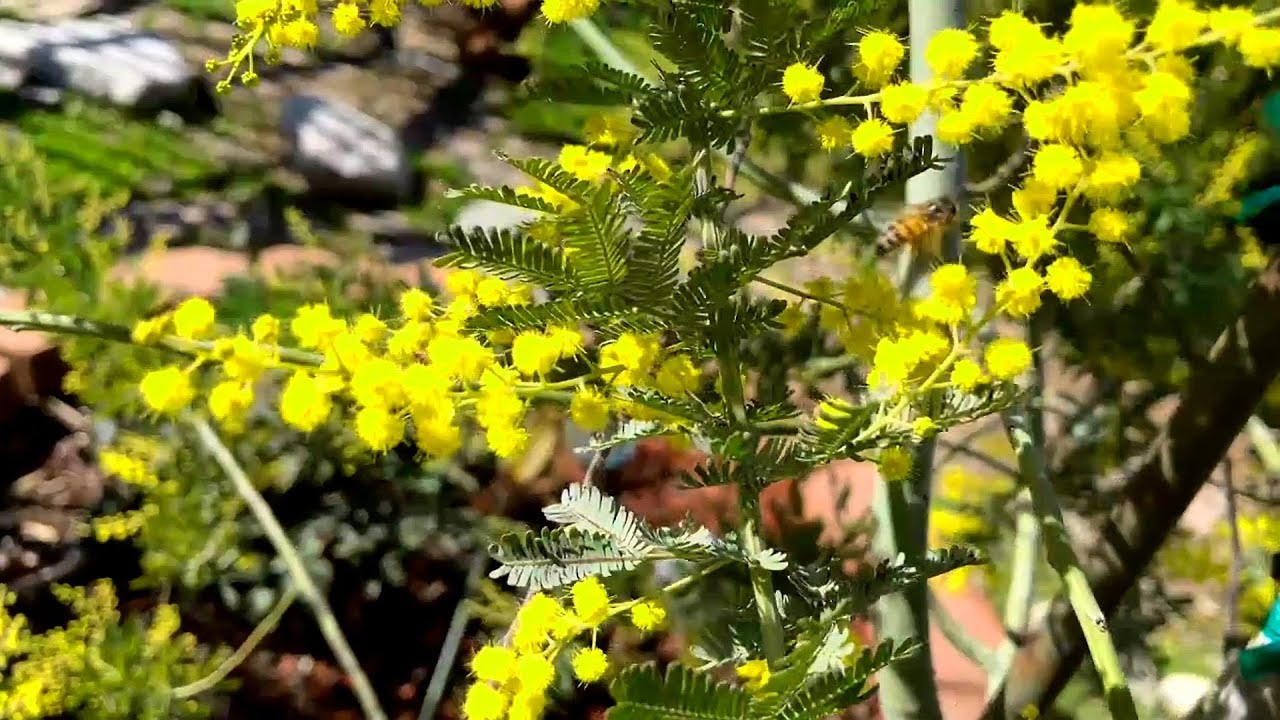 3 Year Update on Seed-Grown Acacia Baileyana Now Blooming