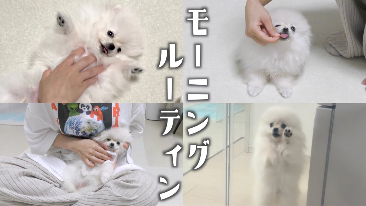 【生後3ヶ月】お迎え1ヶ月目の愛犬との休日モーニングルーティン【子犬ポメラニアン】