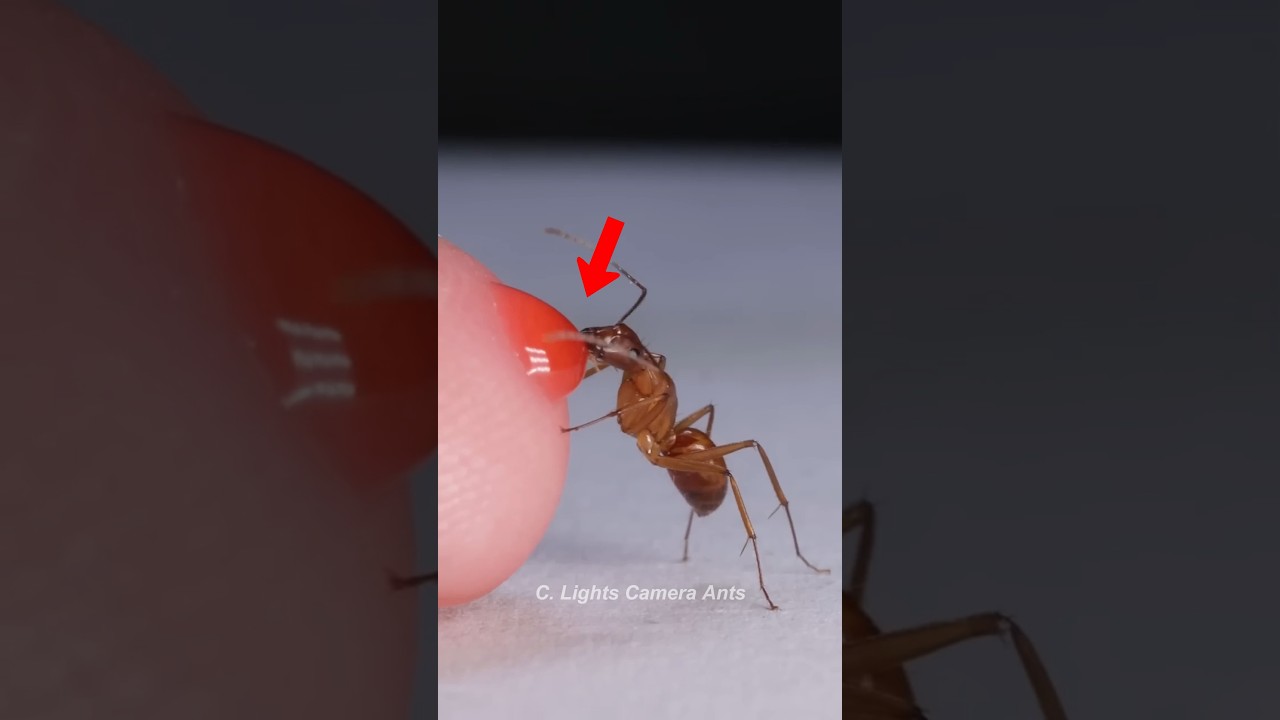Benefits Of Ant Bites