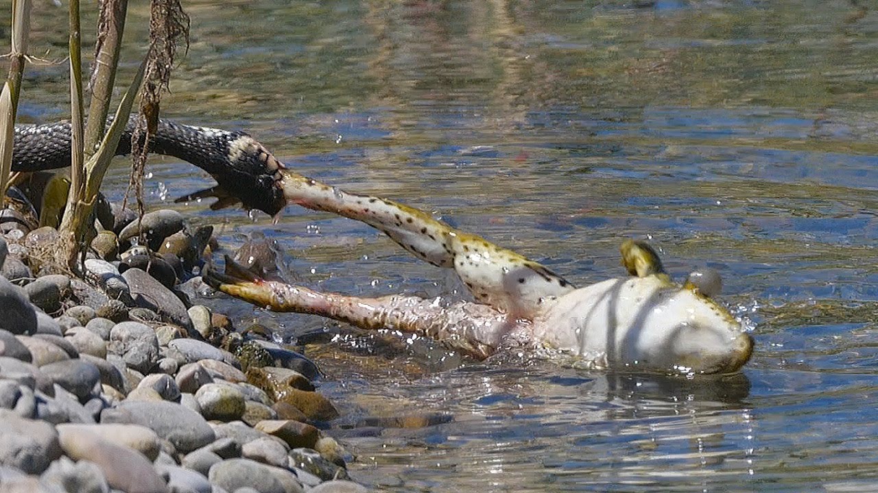Dramatic long fight between grass snake and frog / Langer Kampf zwischen Ringelnatter und Frosch