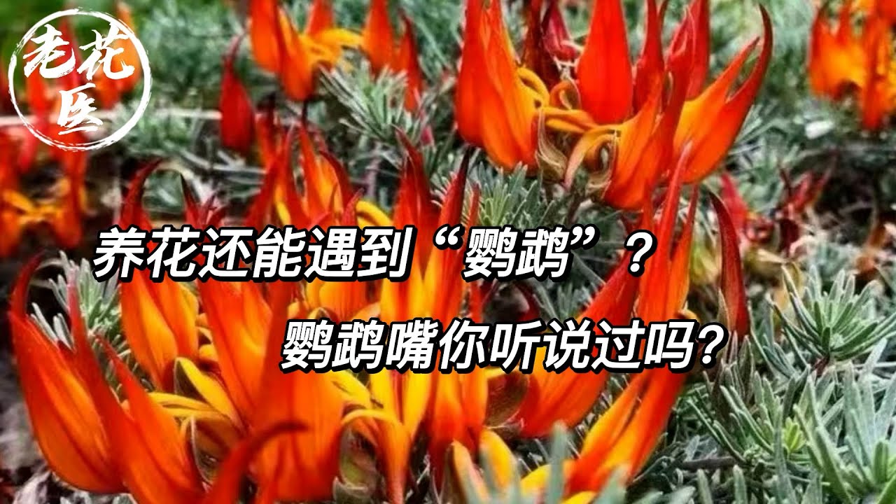 养花还能遇到“鹦鹉”？鹦鹉嘴你听说过吗？