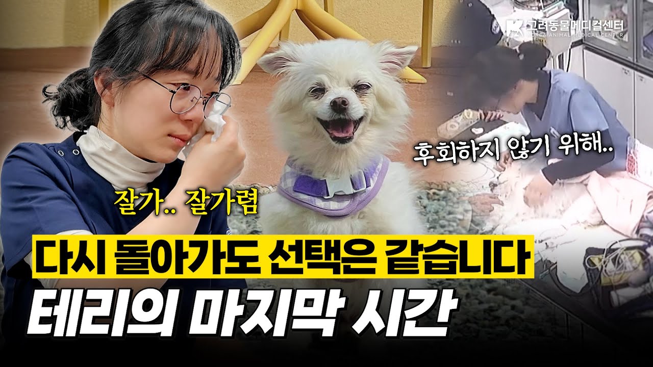 모두를 살릴 수 없어도, 끝까지 포기할 수 없는 이유  #CPCR #동물병원 #심폐소생술  #수의사 #강아지 #반려동물