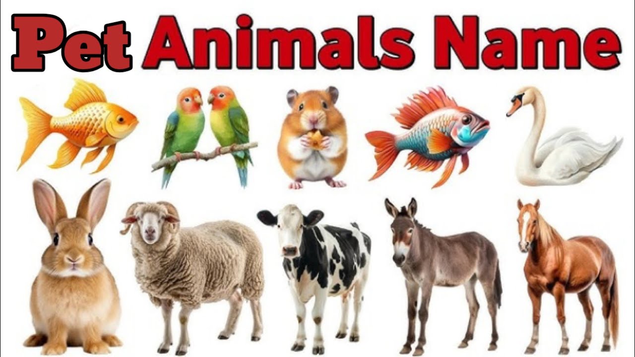 पालतू जानवर | Learn  Pets Animals Names in English with Pictures and Sounds for Kids