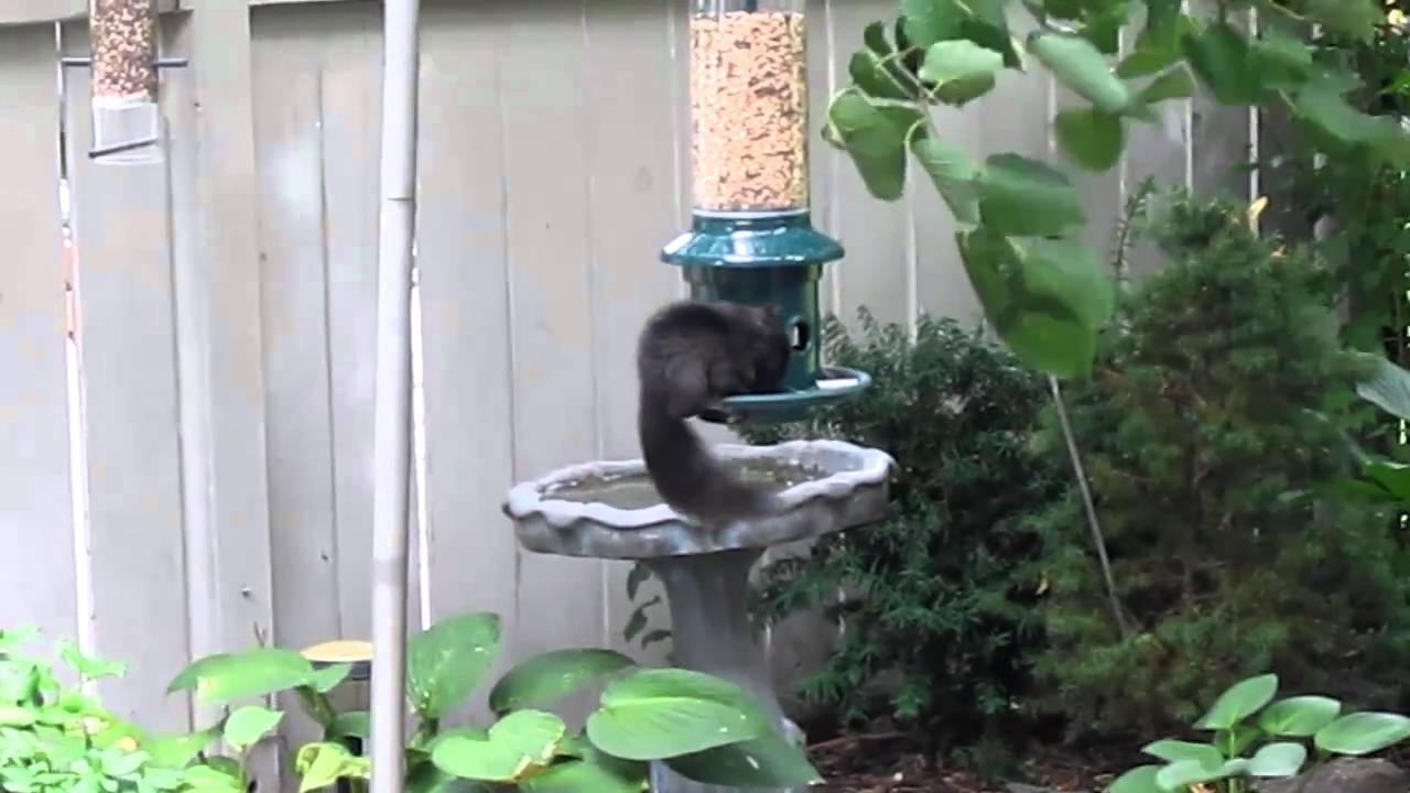 Squirrel Buster Plus in North Mississauga