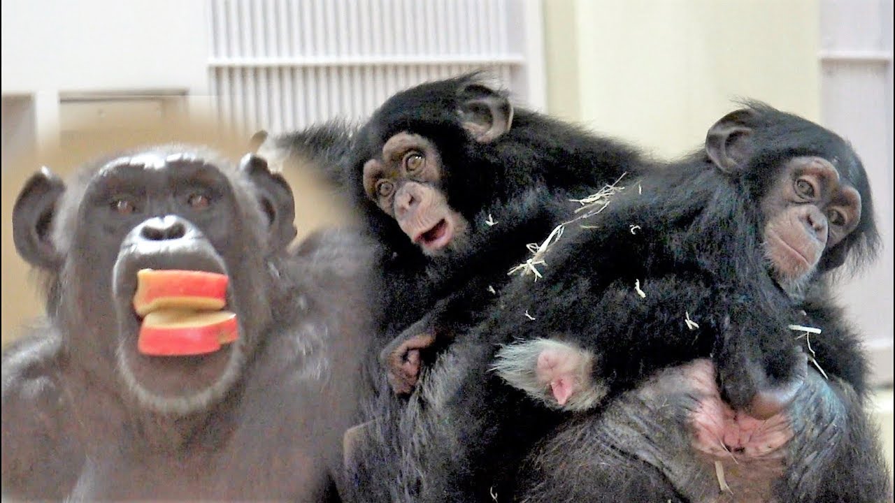 チンパンジー 双子の赤ちゃんが落下寸前で母親が慌てて助ける姿が感動的 Chimpanzee twin baby part16