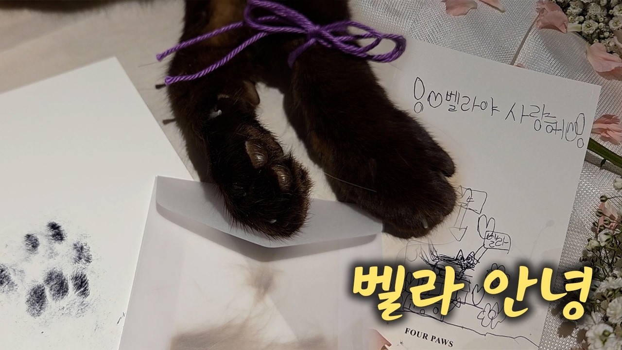 10살 반려묘와 갑작스러운 이별ㅣ벨라 안녕ㅣ벨라 보고 싶을 때 보려고 만든 영상 (2015~2025)