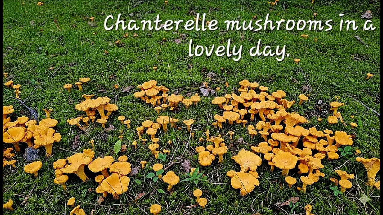 Chanterelle mushrooms in a lovely day. เห็ดมันปู nấm