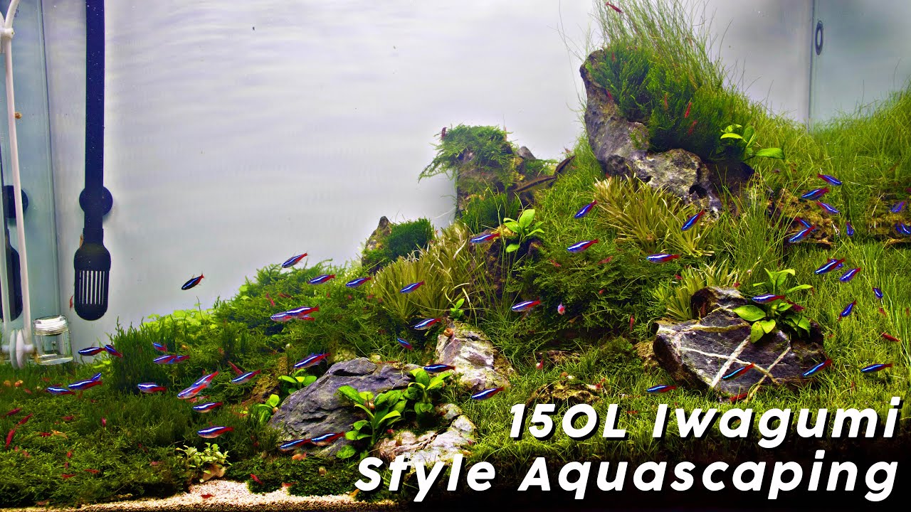 Step by Step Aquascaping Tutorial (150L Iwagumi Scape)