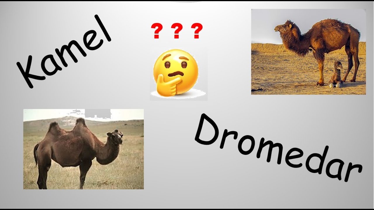 Der Unterschied zwischen Kamel und Dromedar