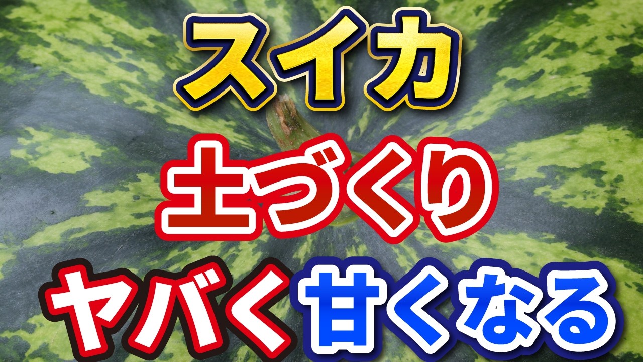 【スイカ栽培】初心者必見！失敗しないための「土作り」3つのポイント