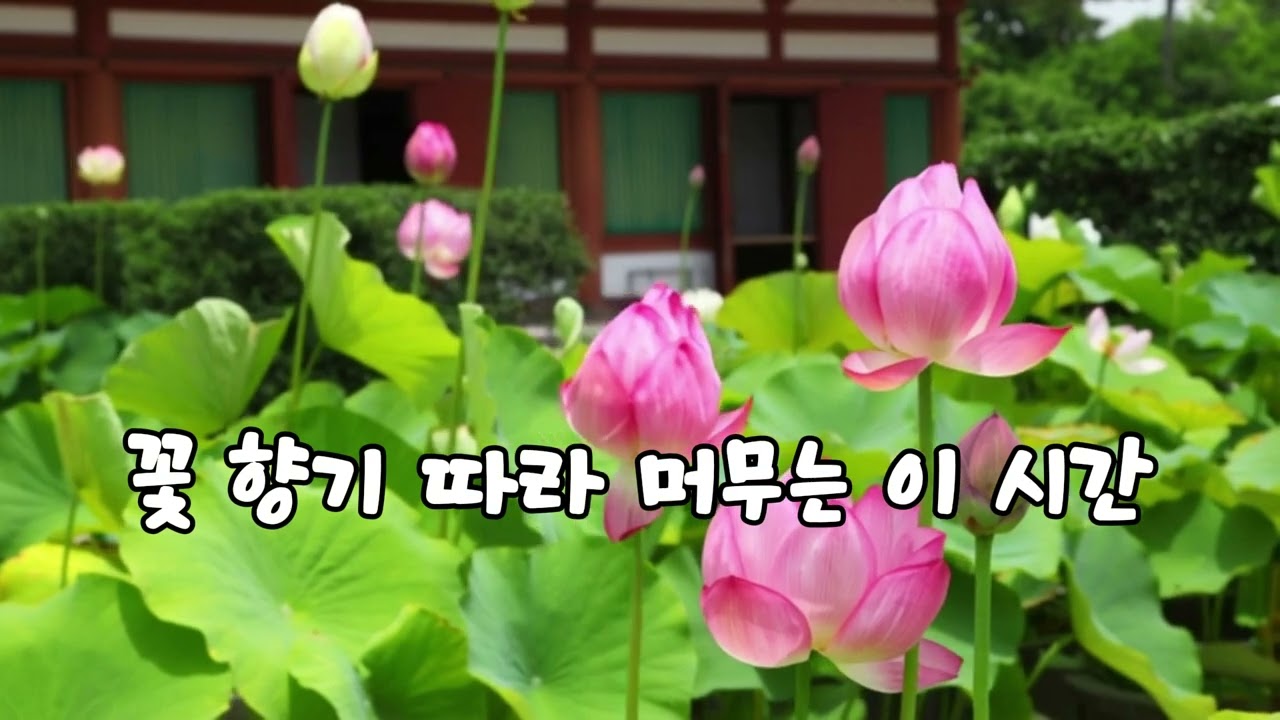 연꽂의 소리 🪷 꽃향기 🌸절집 마당에서 피어나는 마음