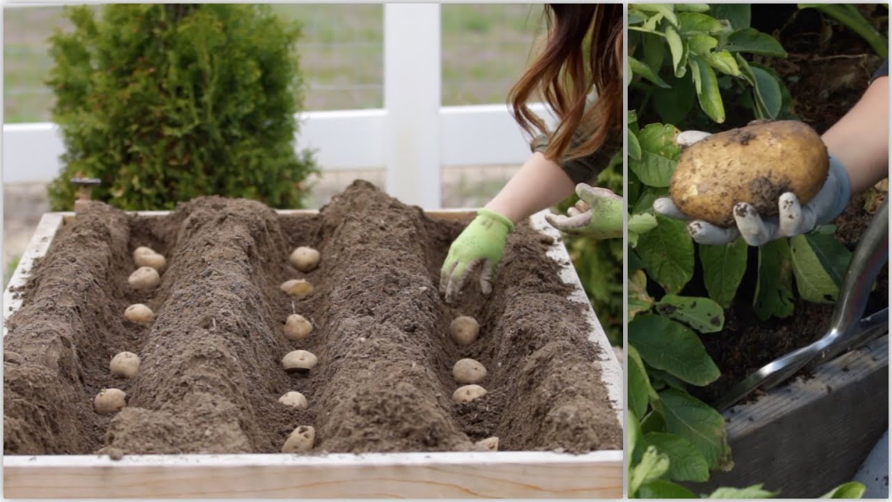 Выращивание картофеля от посадки до сбора урожая! 🥔🌿