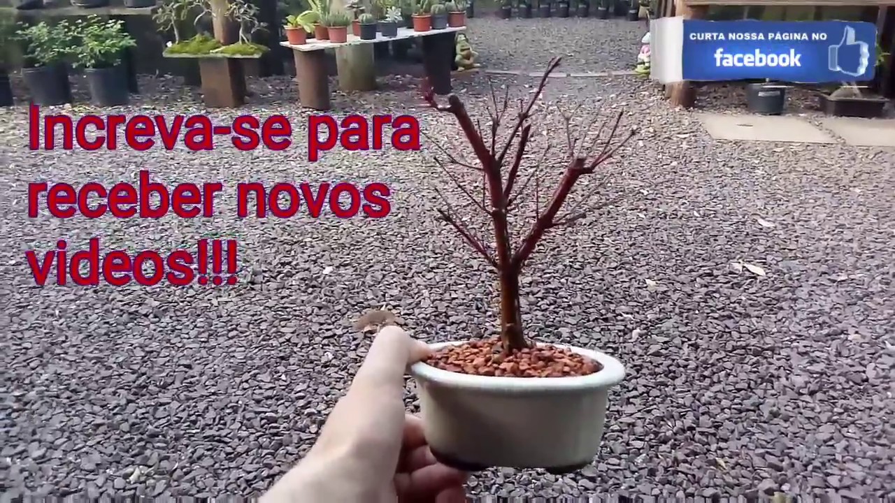 Bonsai - dica pra acer