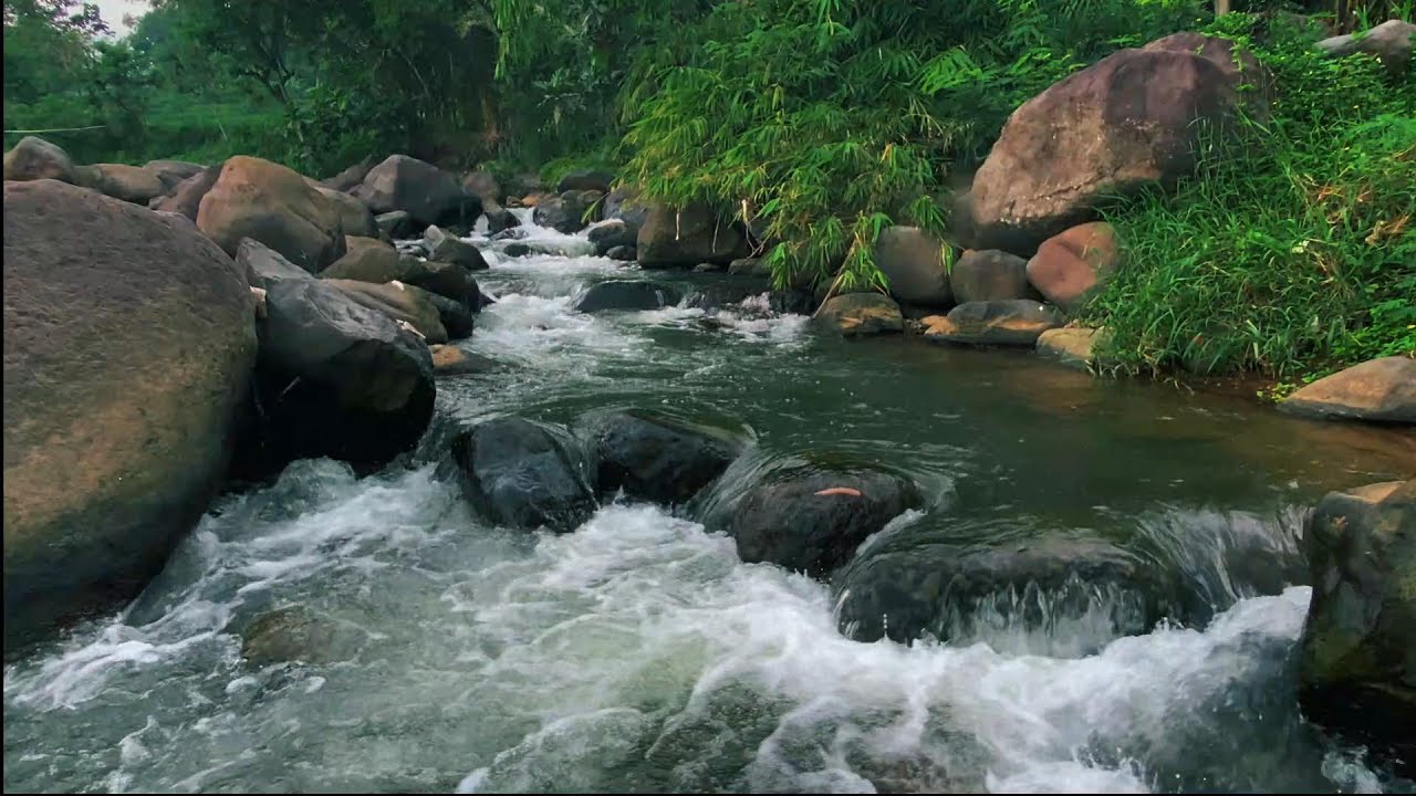 Peaceful River Flowing Through a Quiet Forest – Gentle Nature Sounds for Deep Sleep and Study Focus.