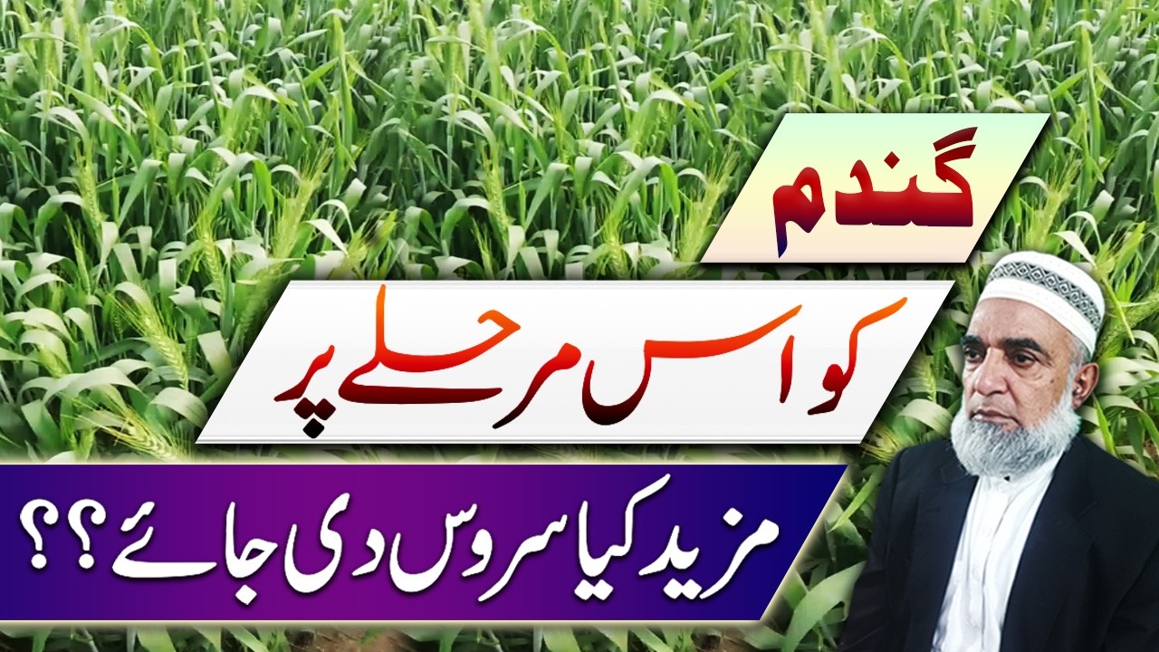 What to Apply on Wheat Crop at This Stage || Crop Reformer