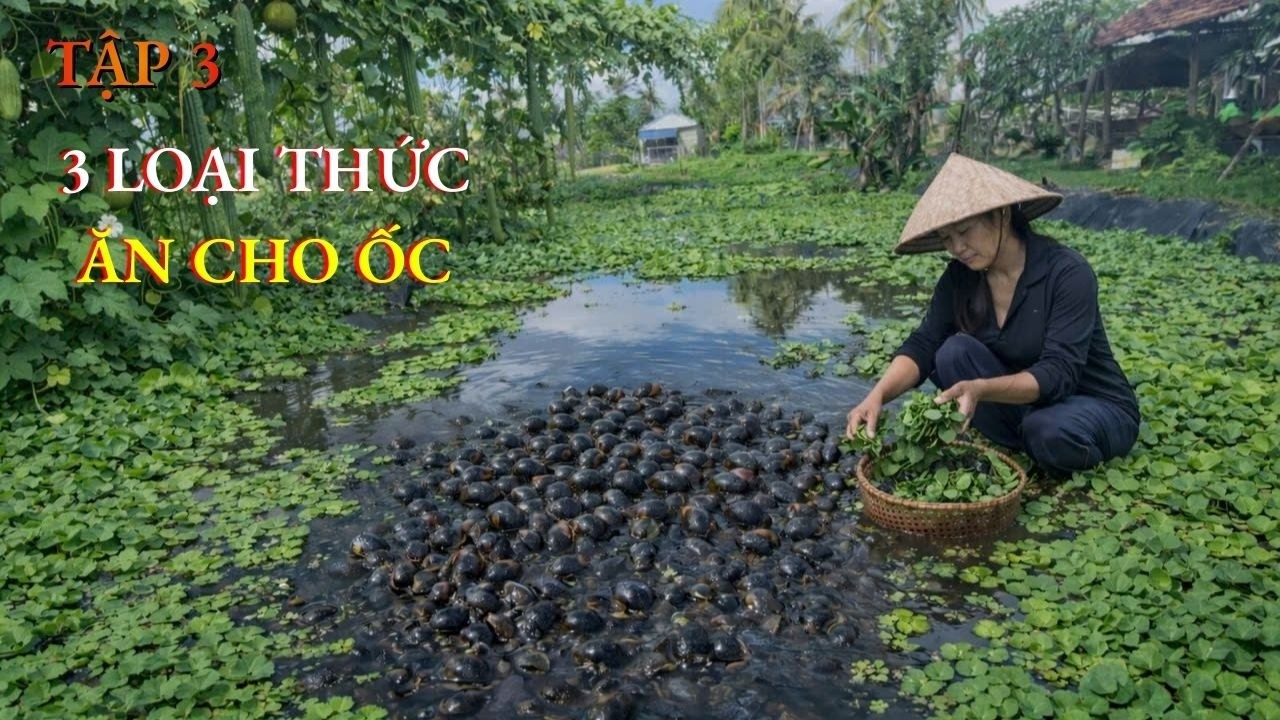 3 LOẠI THỨC ĂN CHO ỐC BƯƠU ĐEN, ỐC NHỒI | NHANH LỚN ÍT BỆNH
