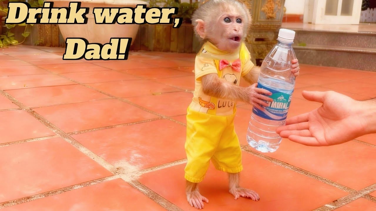 So Affectionate! Baby Monkey Lulu Shows Her Love to Dad
