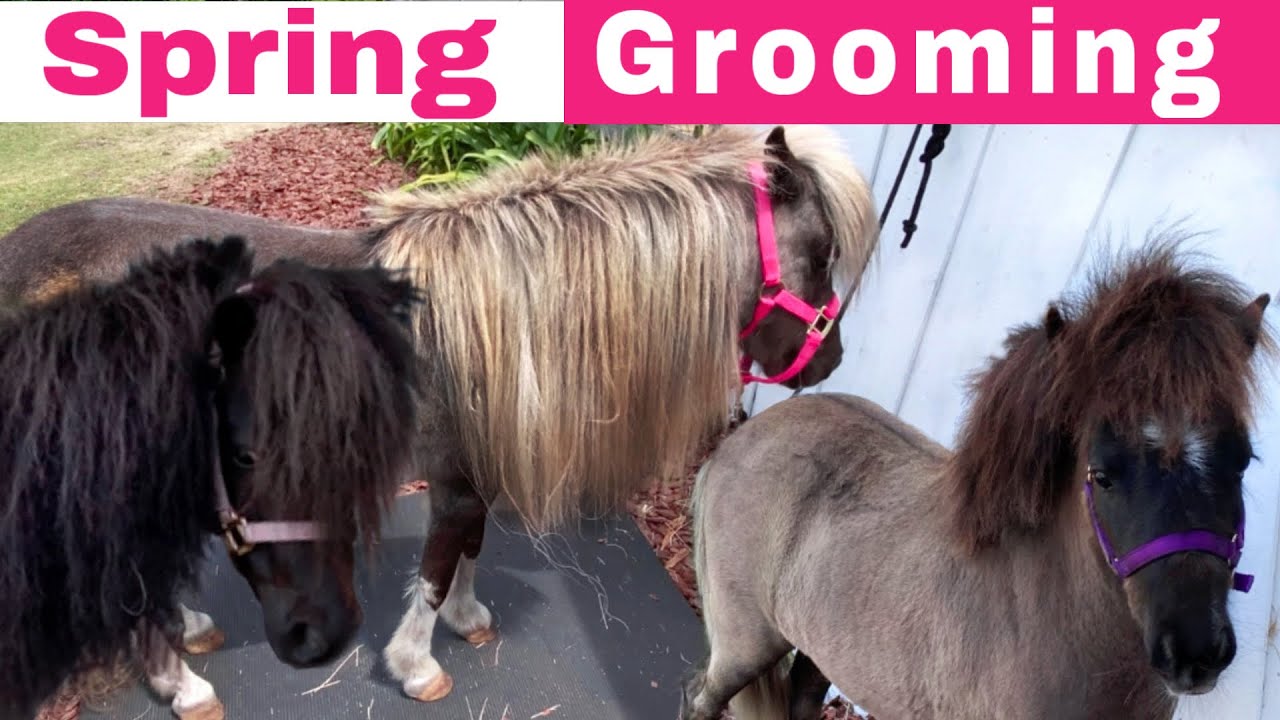 Mini Horse Grooming | Satisfying Makeovers