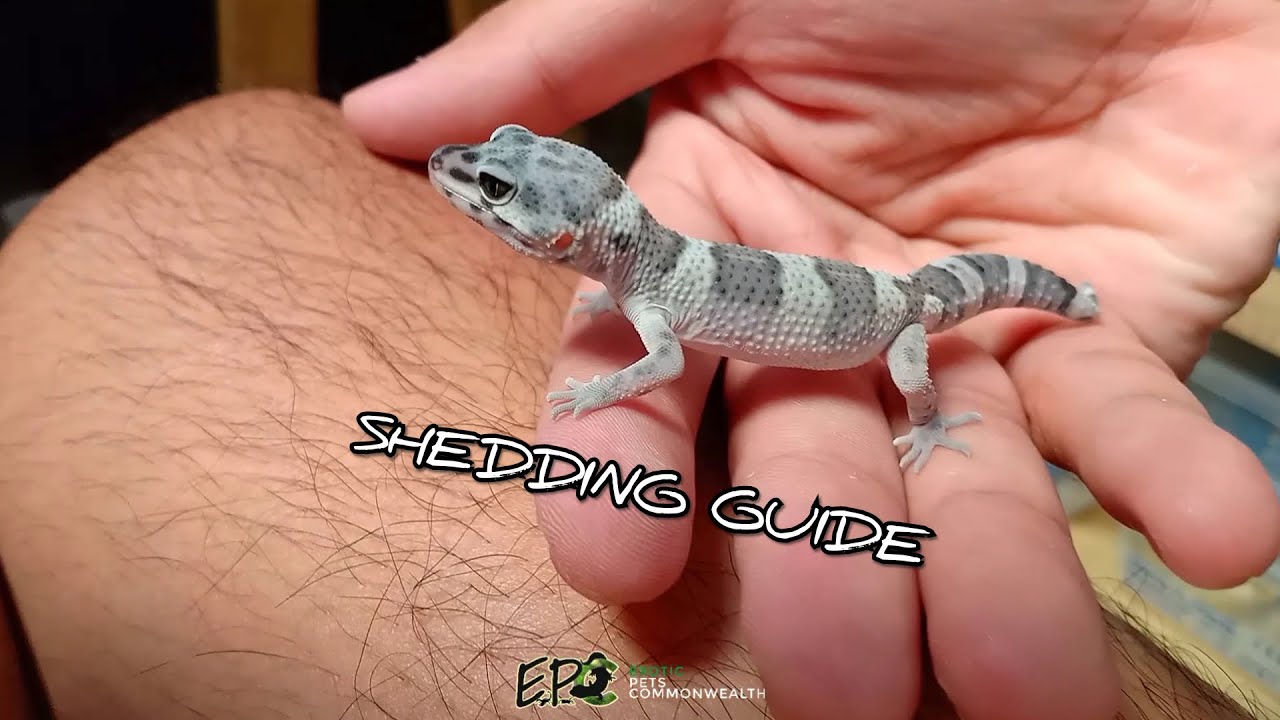 SHEDDING GUIDE FOR LEOPARD GECKO | leopard gecko feeding by EPC
