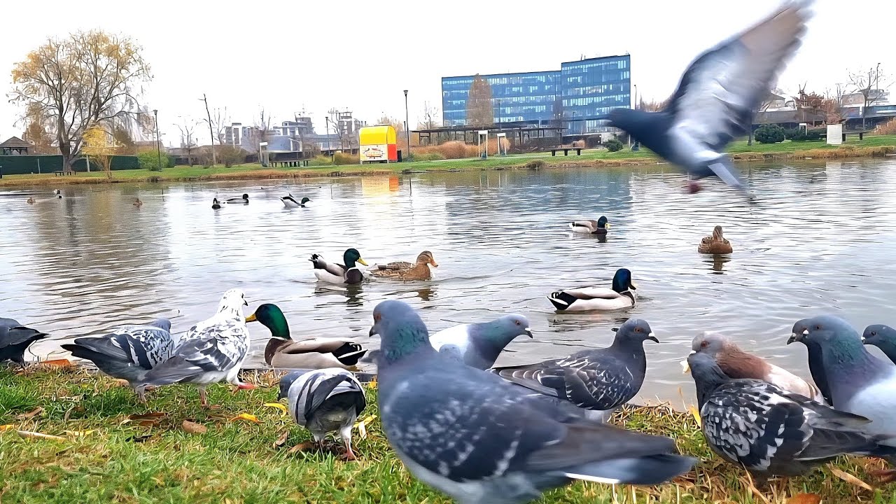 Ducks and pigeons. Lunch time🕊🦆🦆🦆🕊🍴