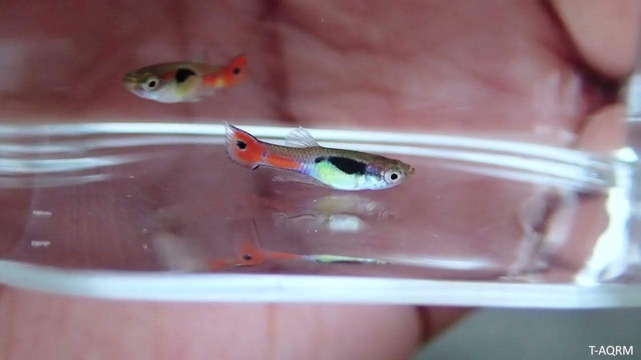 New breed - Guppy hybrid wild type
