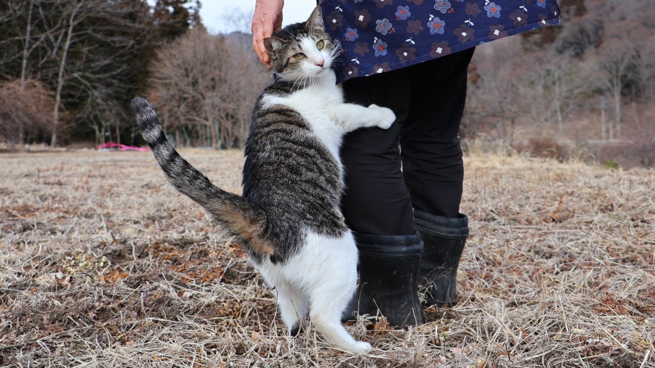 さばじろうと散歩　Cat walk　260406