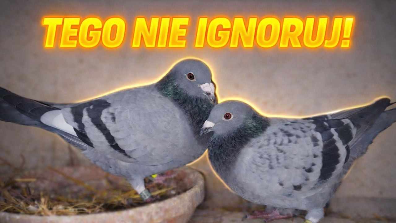 Najważniejsze Rzeczy Podczas Łączenia Gołębi w Pary!