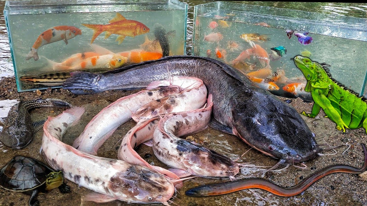 Finding Albino Catfish in Luban There are Snakehead Fish, Toman Fish,Monster Catfish,Ornamental Fish