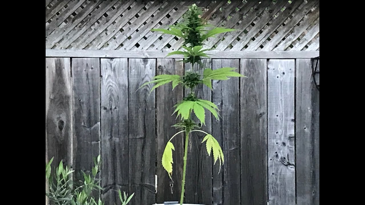 O.G Auto flower Herme  ?!?! What Happen ??