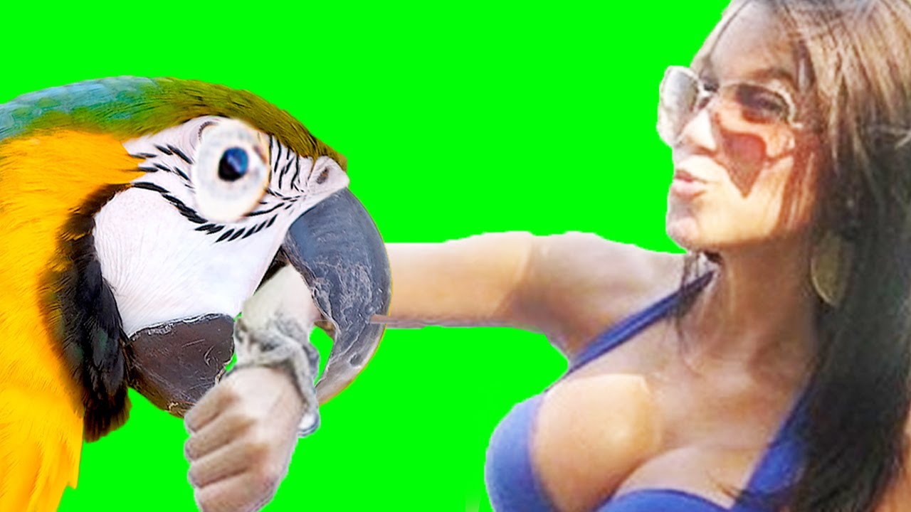 PERVERT PARROT!!