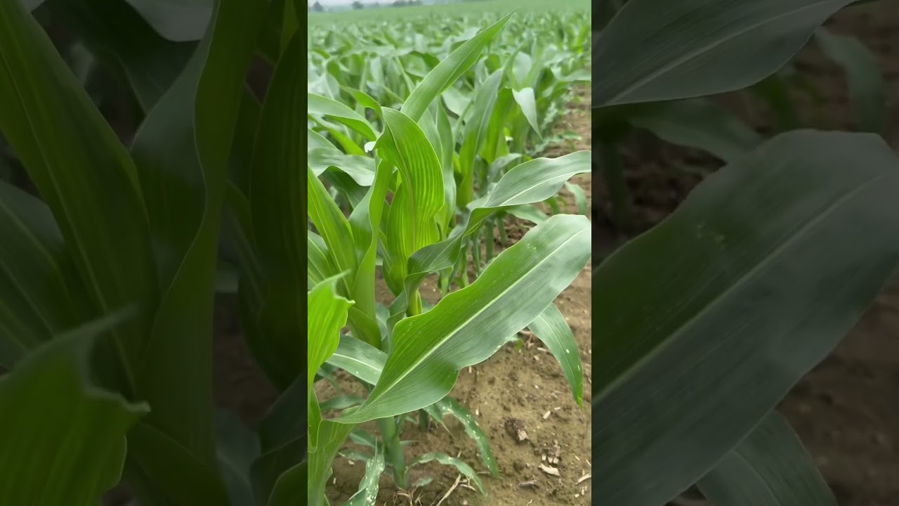 Crop your time #corn #soybeans #farmwithzoe