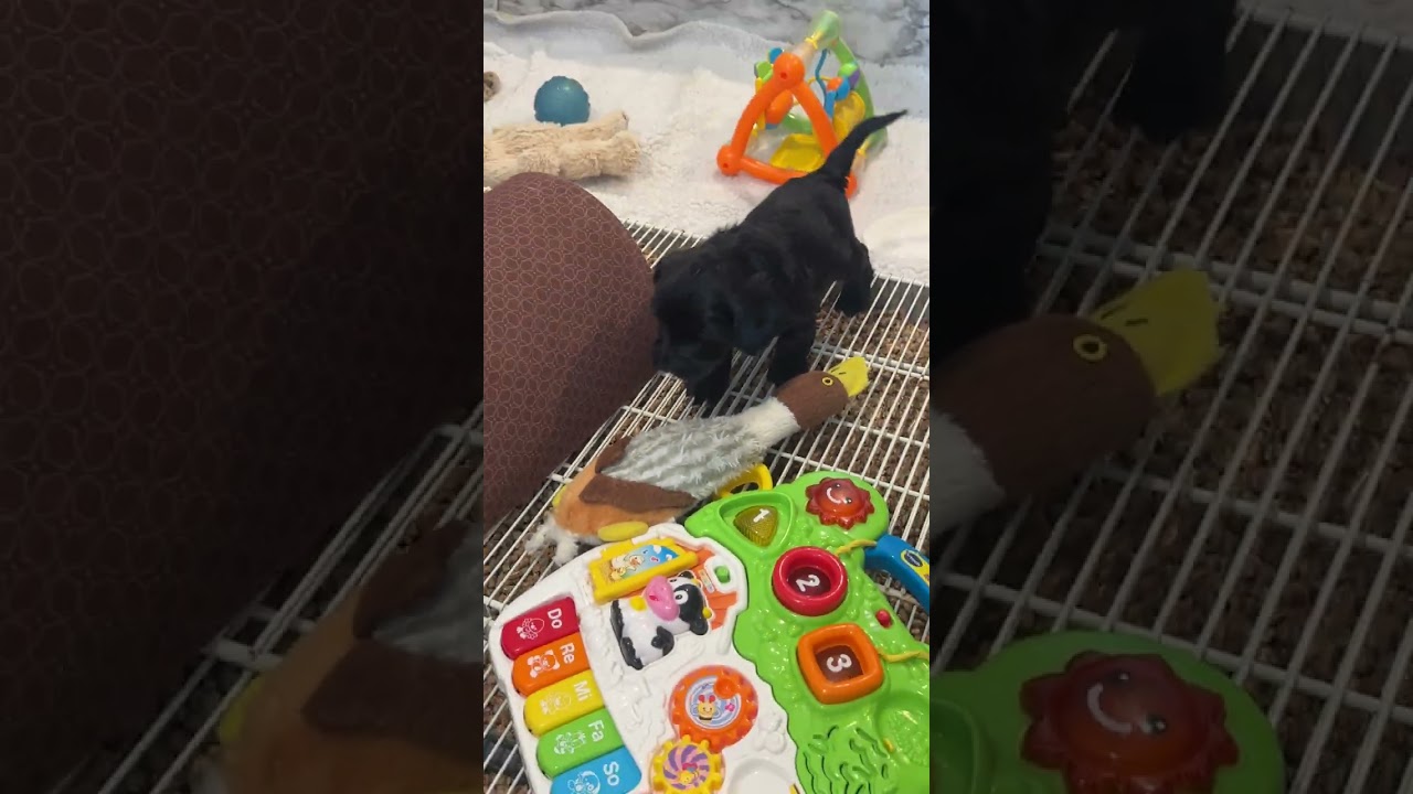 Ginger’s puppies 4 weeks old! 