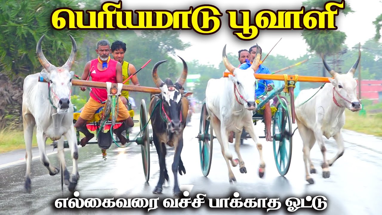 பூவாளி பெரியமாடு பந்தயம்  10.01.2026 #periyamaadu