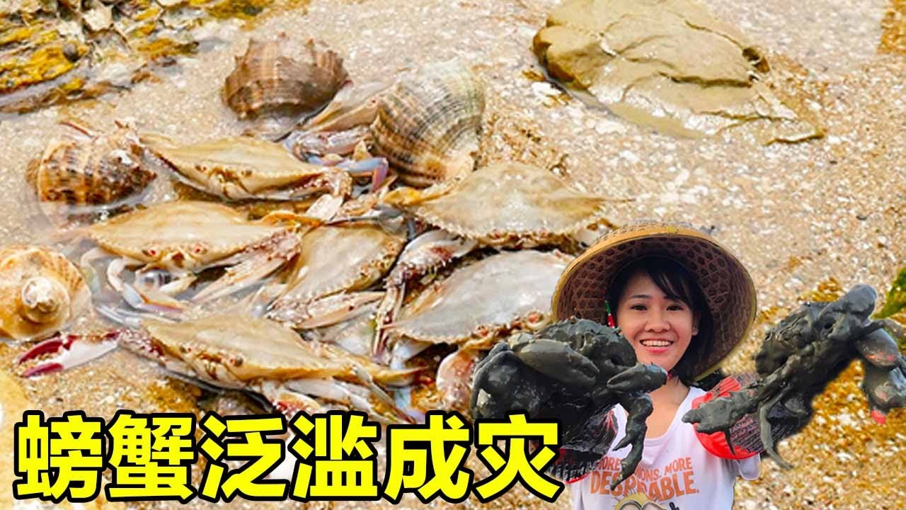 Мангровые заросли Yumei погрузились в море и кричали, что это кошмар крабов. [Рыбалка Сяосянь]