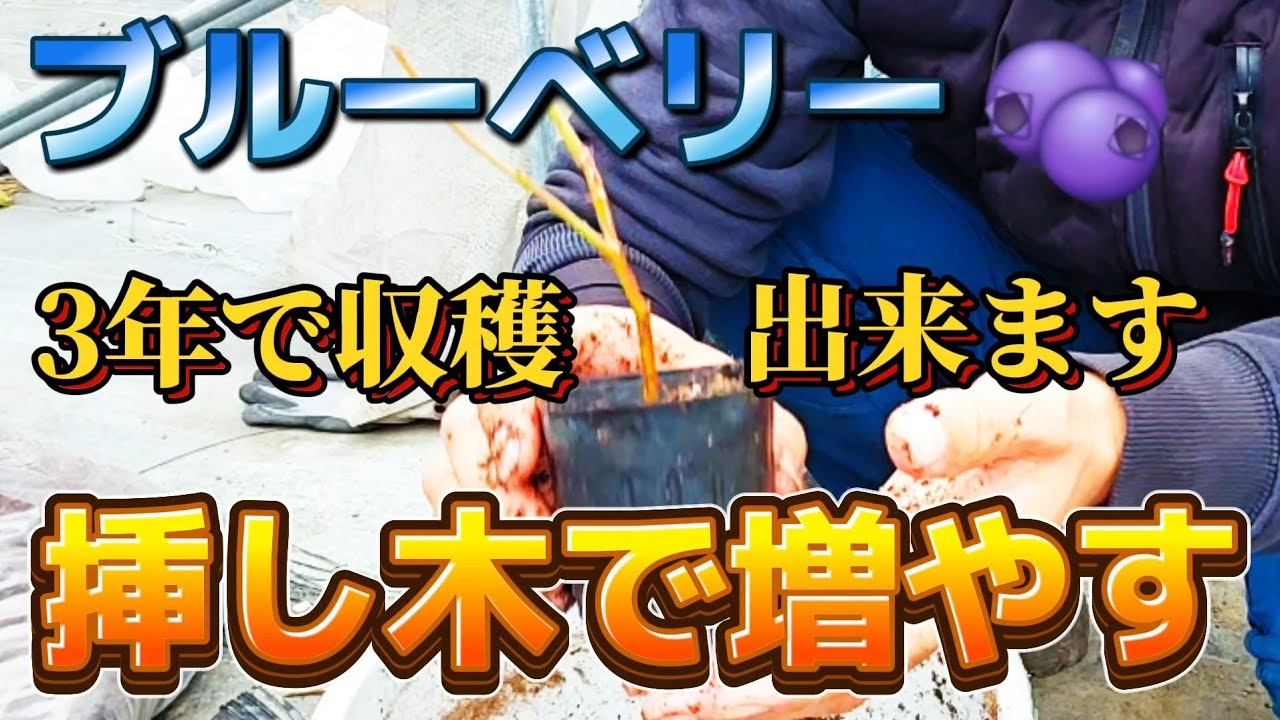 【ブルーベリー】簡単に挿し木で増えます！切って挿す！それだけです！！ブルーベリーは１本では出来ません。