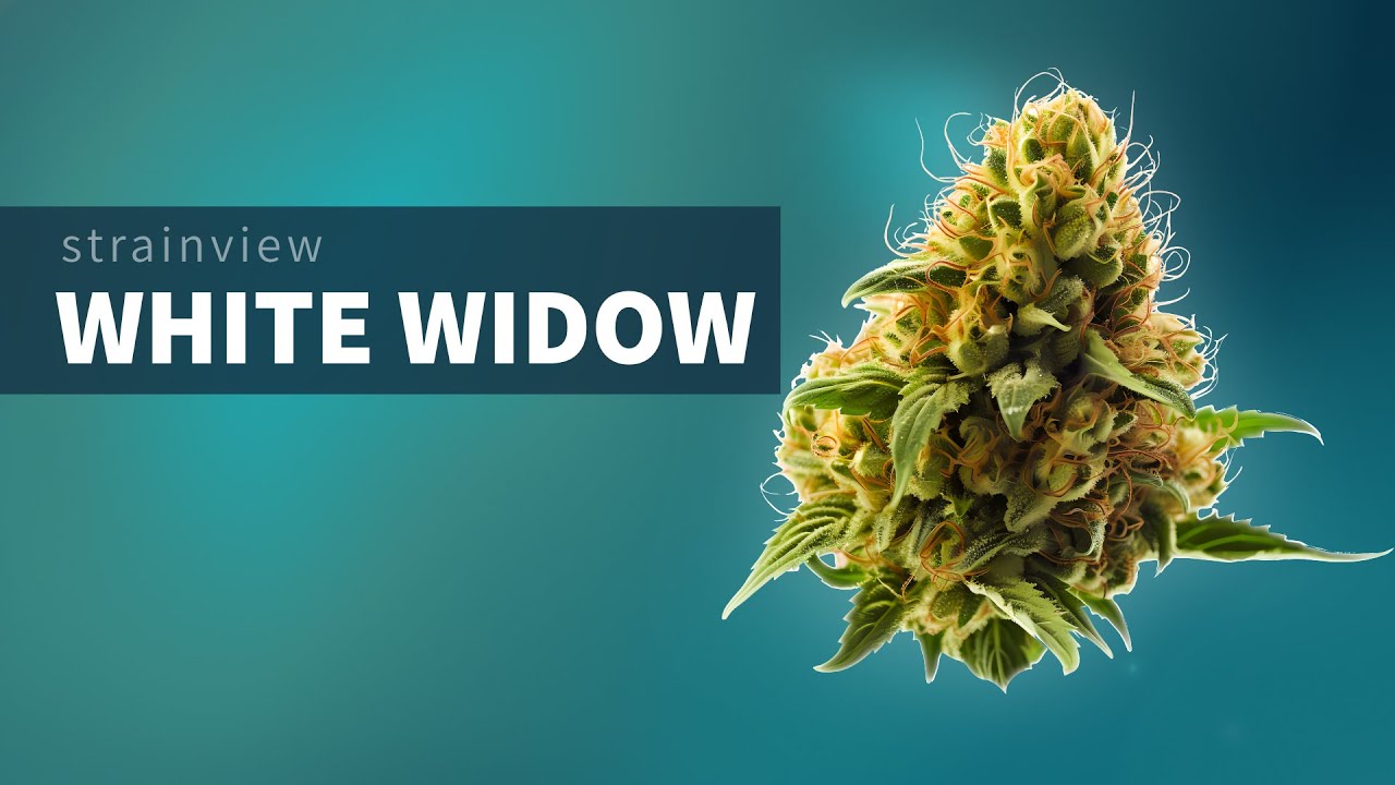 White Widow - StrainView