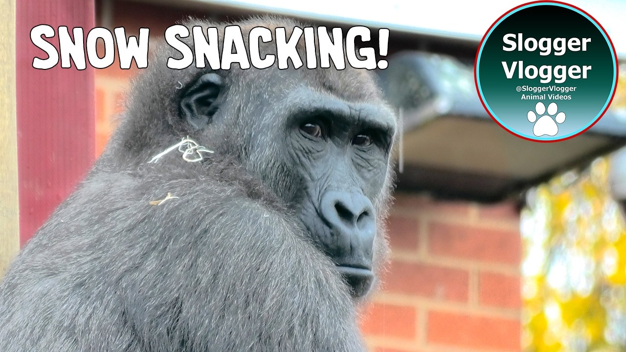 Gorilla Shufai’s First Snow Snack on Twycross' New Climbing Frame