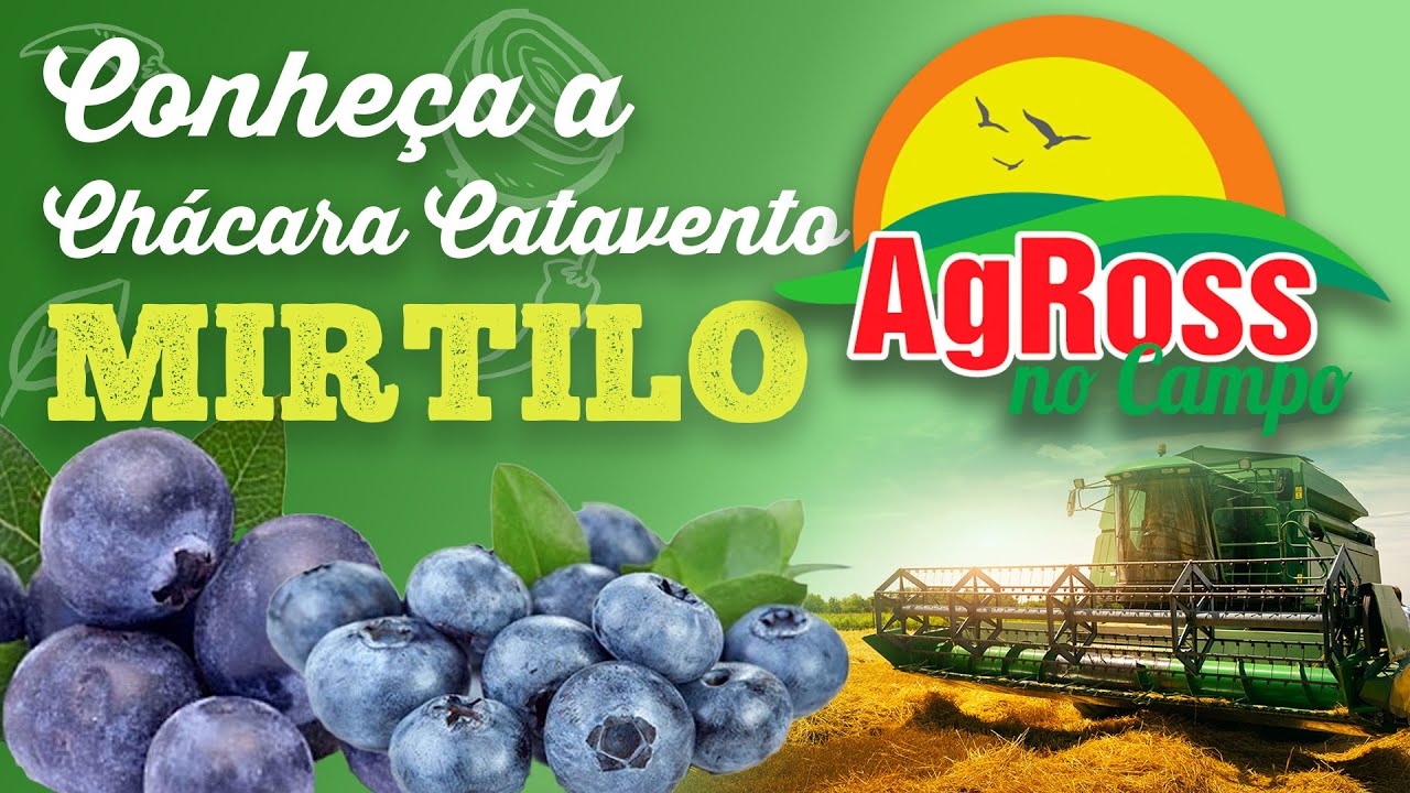 Chácara Catavento, Mirtilo - AgRoss no Campo