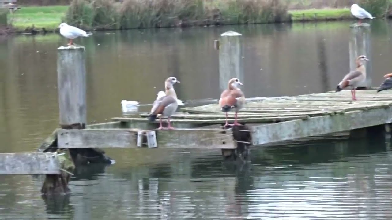DE LEVENDIGE GEULVIJVER VAN VALKENBURG.